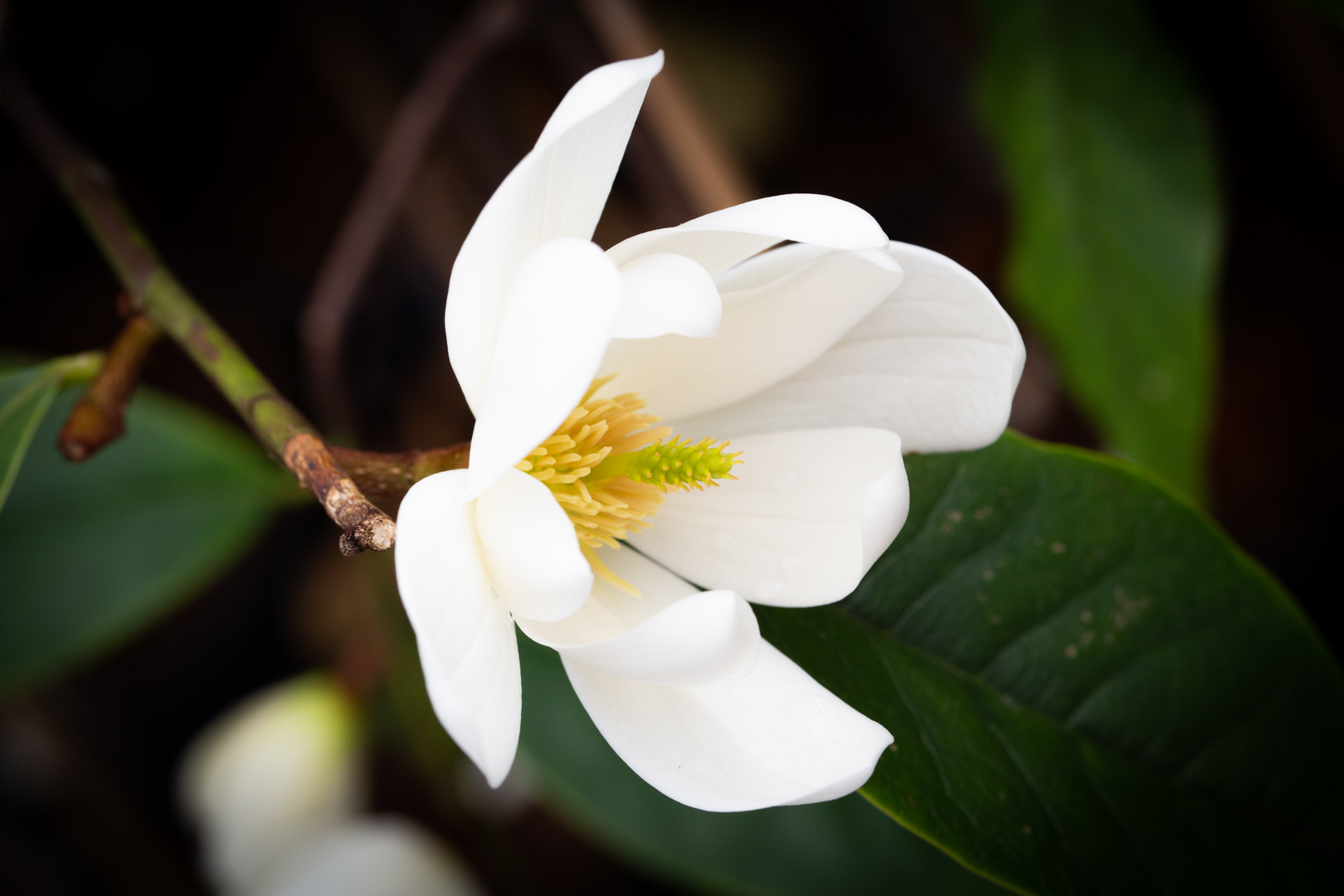 Magnolia 'Fairy Cream'™ (MicJur02) | Frank P Matthews
