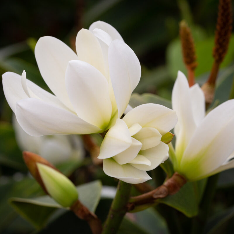 Magnolia 'Fairy White'™ (MicJur05)