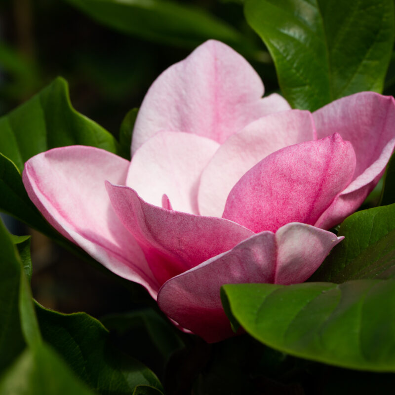 Magnolia 'Genie'®