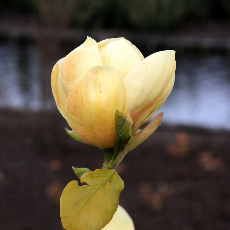 Magnolia 'Honey Tulip'®