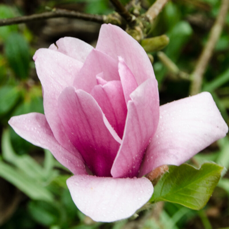 Magnolia 'Ians Red'