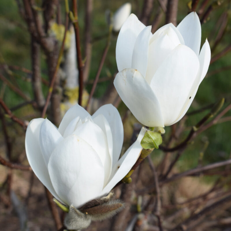 Magnolia 'Joli Pompom'
