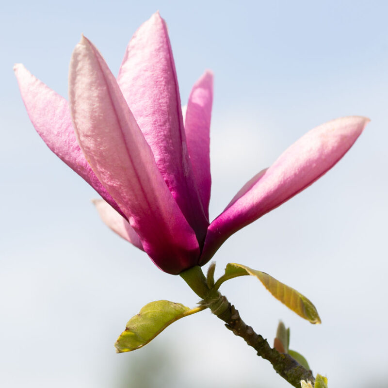 Magnolia 'Livingstone'