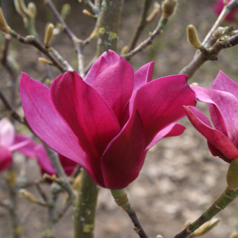 Magnolia 'Pink Pyramid'® (MGPIN2010)