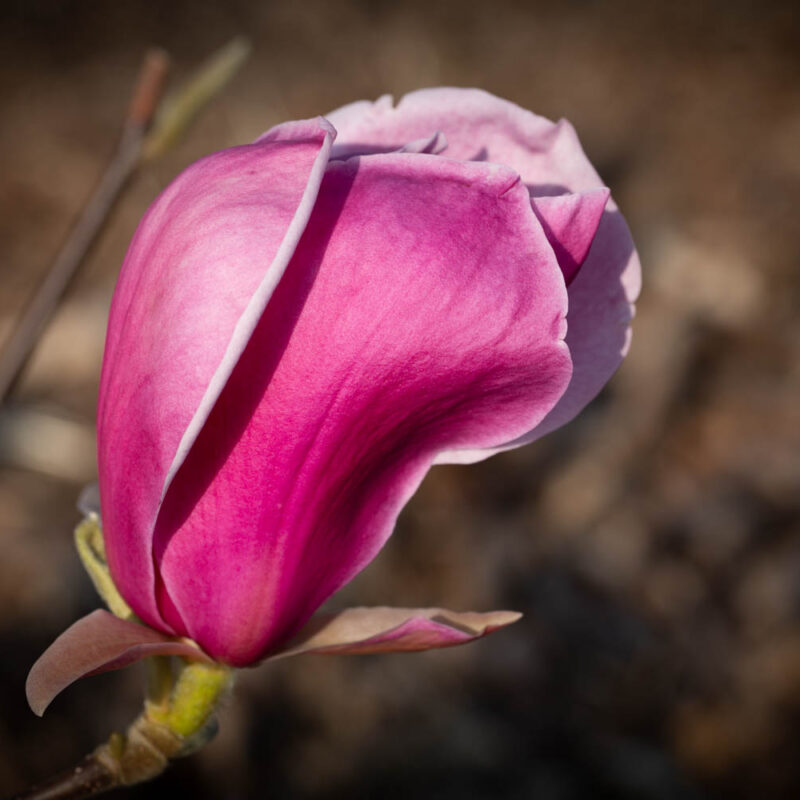 Magnolia 'Red as Red' 2