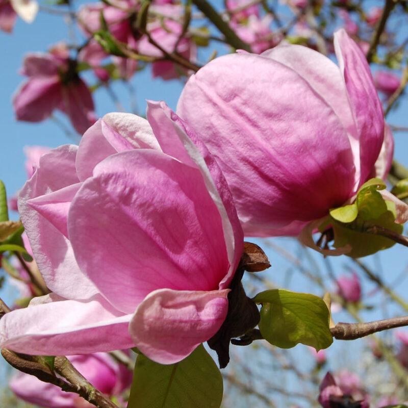 Magnolia 'Sara Koe'