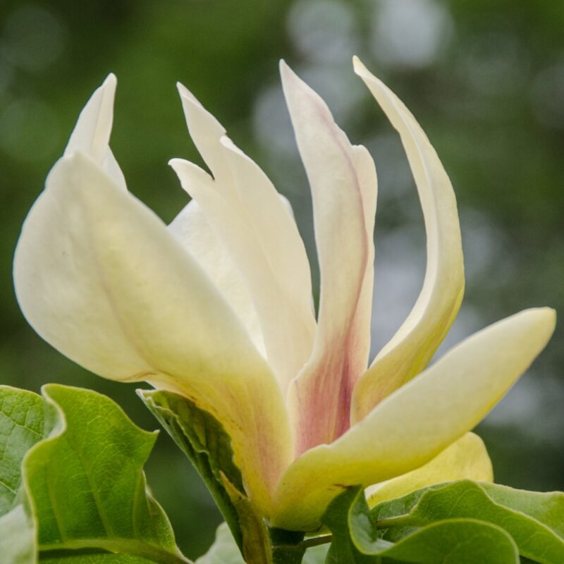 Magnolia 'Sunsation'