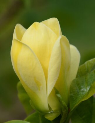 Magnolia x brooklynensis ‘Yellow Bird’