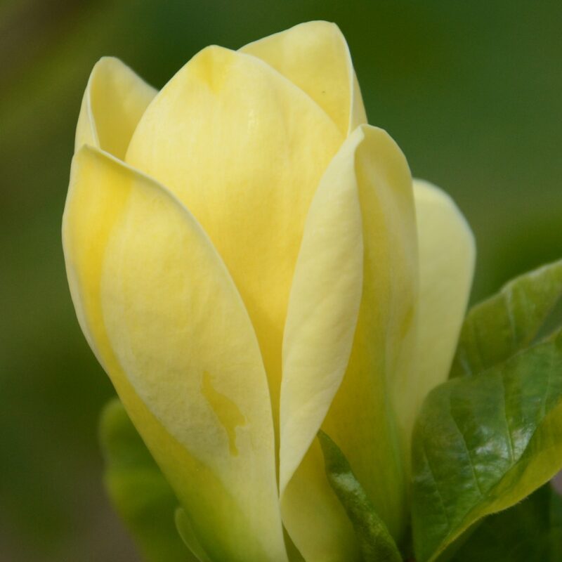 Magnolia x brooklynensis ‘Yellow Bird’