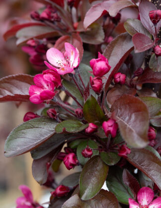 Malus 'Aros'®