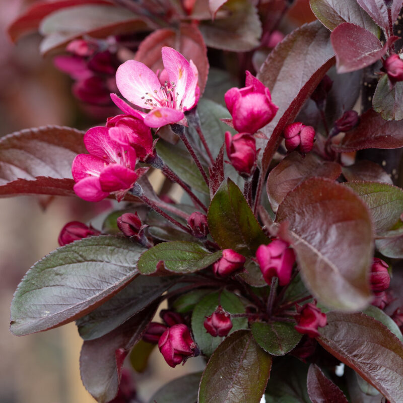 Malus 'Aros'®