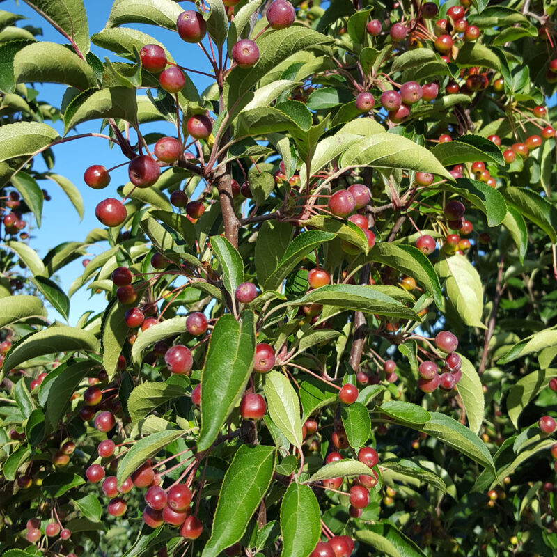 Malus baccata