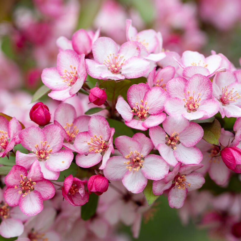 Malus 'Candymint' 1