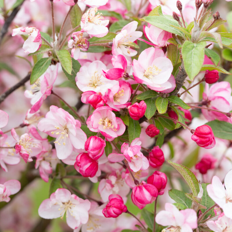 Malus 'Coralburst' 2