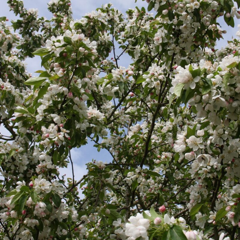 Malus 'Donald Wyman' 2