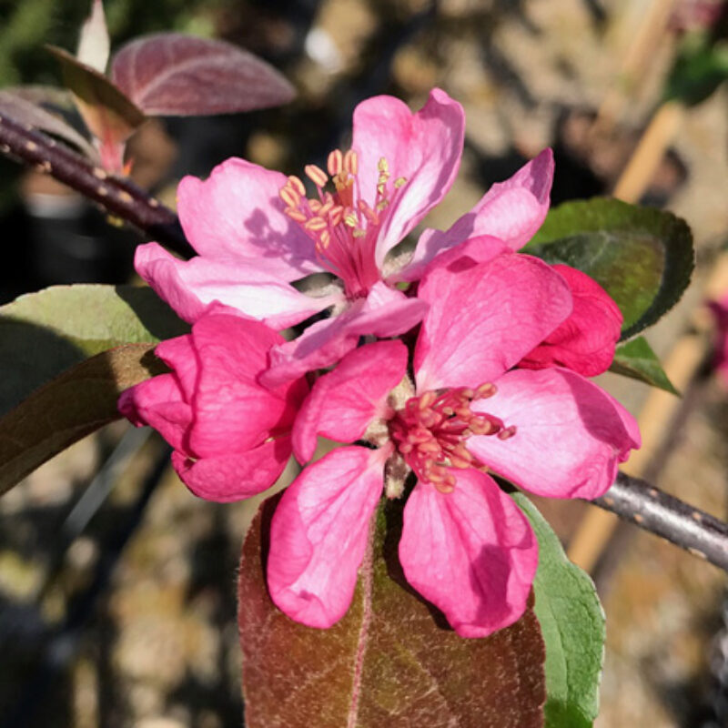 Malus ioenis purpurea 'Evelyn' 1