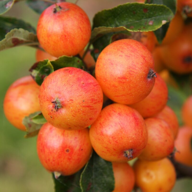 Malus 'Marble'® Nuvar