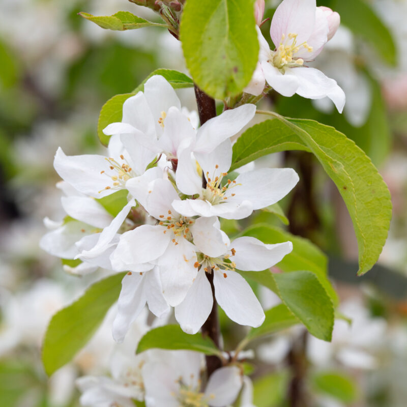 Malus 'Pink Glow' 1