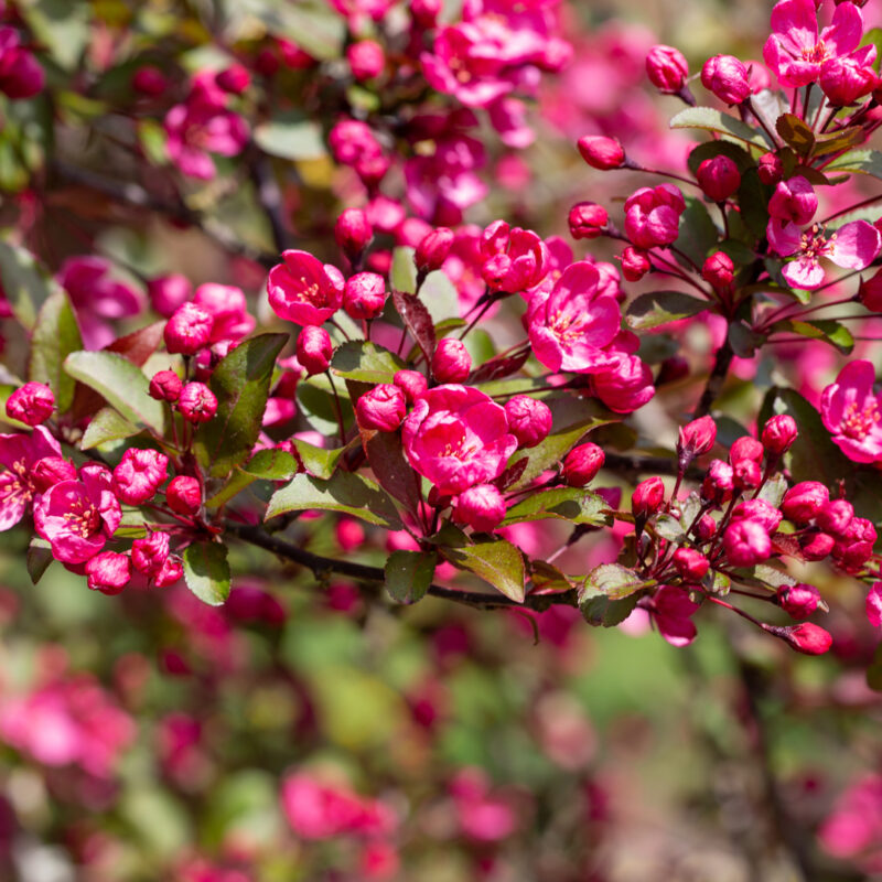 Malus 'Prairie Fire'®