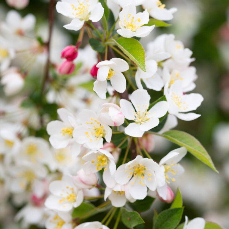 Malus toringo subsp. sargentii 'Tina' 4