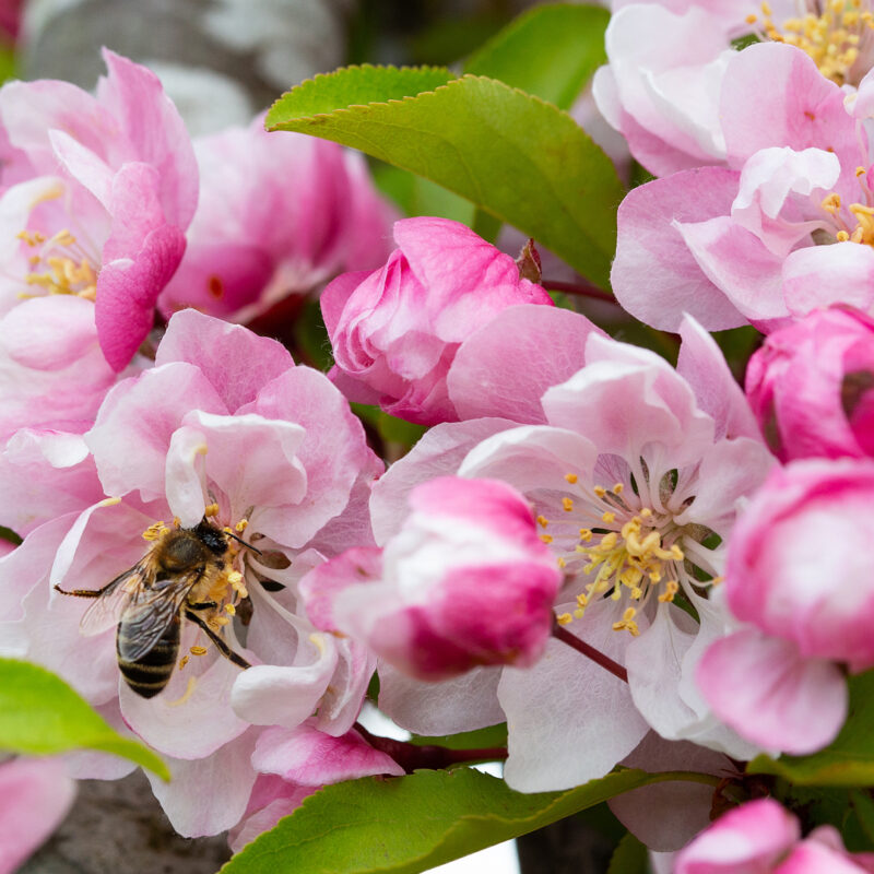 Malus 'Van Eseltine'