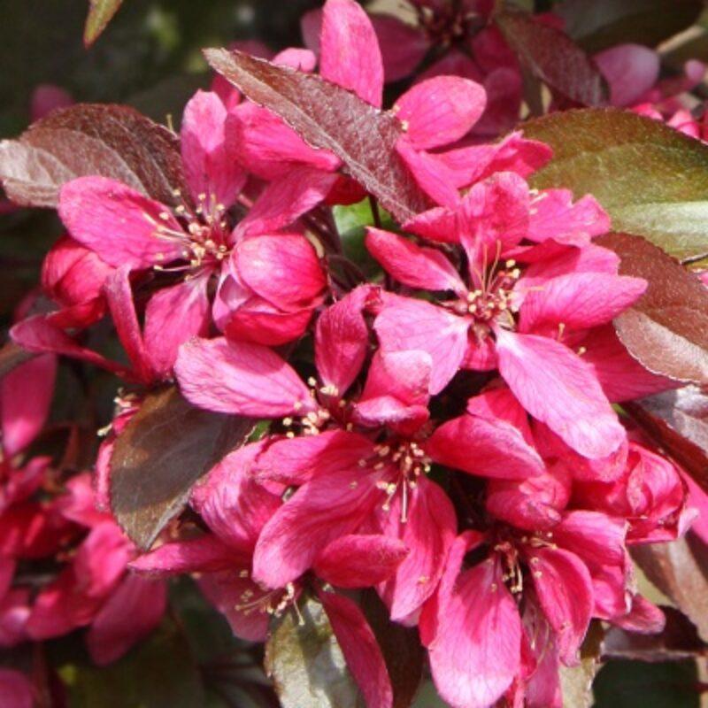 Malus x moerlandsii 'Profusion Improved' 2