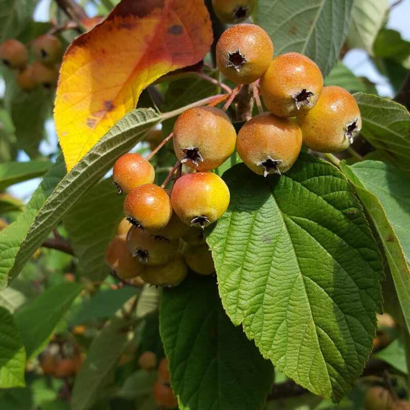 Malus yunnanensis 'Golden Glory'