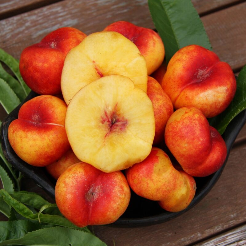 Mesembrine (Flat Nectarine) 1