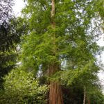 Metasequoia glyptostroboides