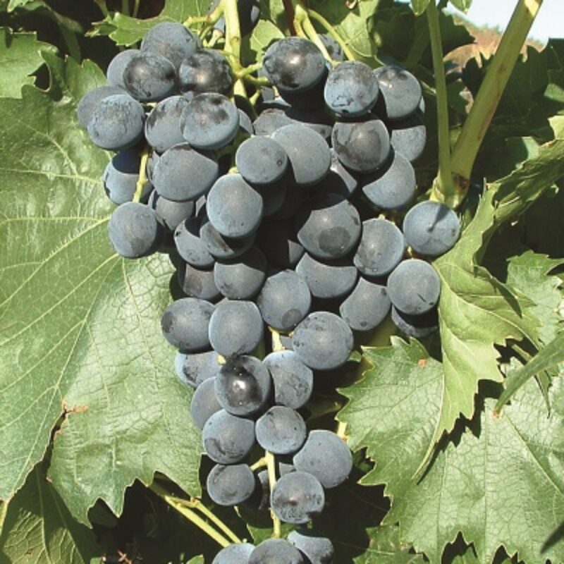 Muscat Bleu 1