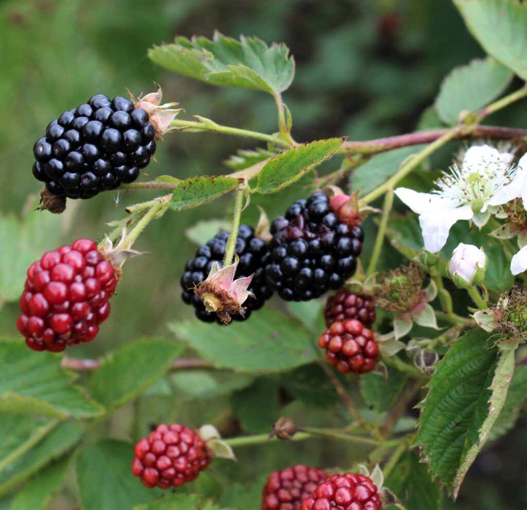 DownHome Harvest® 'Navaho' Thornless Blackberry – Southern Living Plants