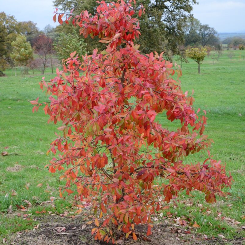 Nyssa sylvatica 1