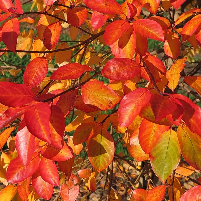 Nyssa sylvatica 'Wisley Bonfire' 1