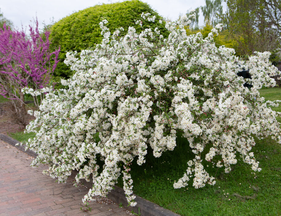 Online Shop Frank P Matthews Buy Quality Trees Online