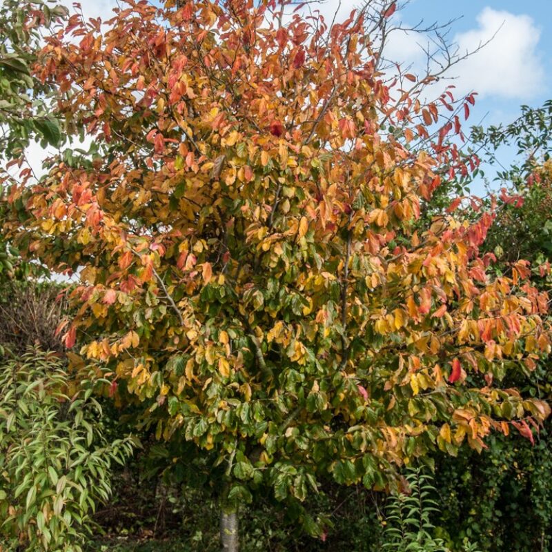 Parrotia persica 'Vanessa' 2