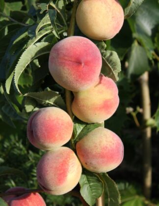 Peach Peregrine 1
