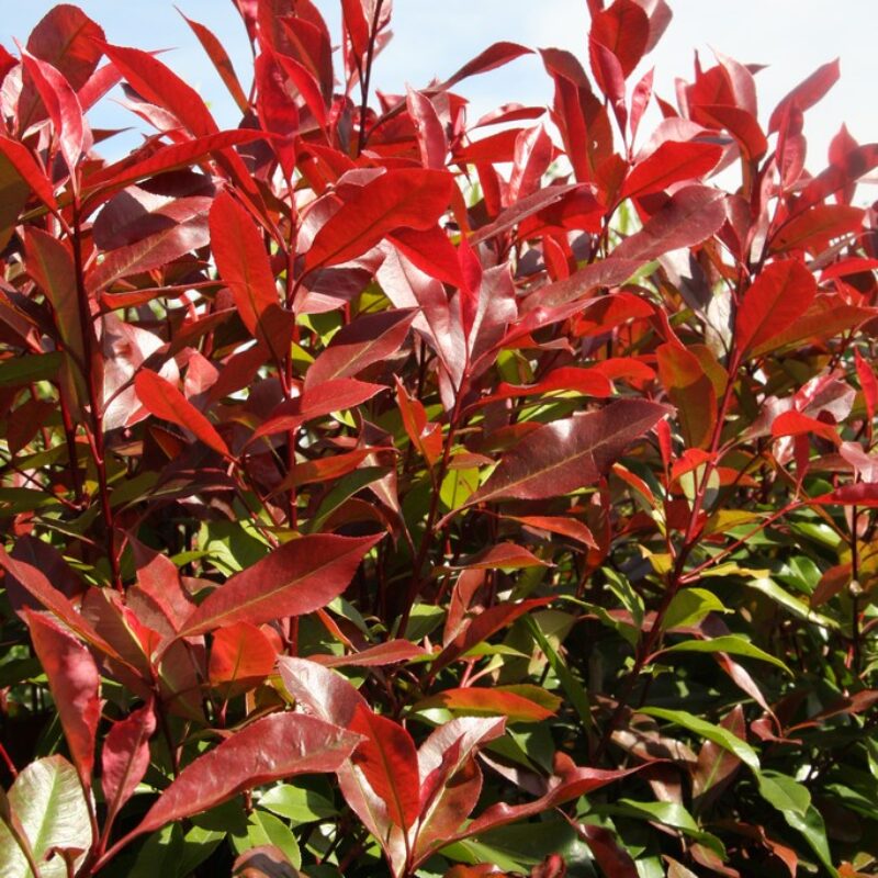 Photinia x fraseri 'Red Robin' 1