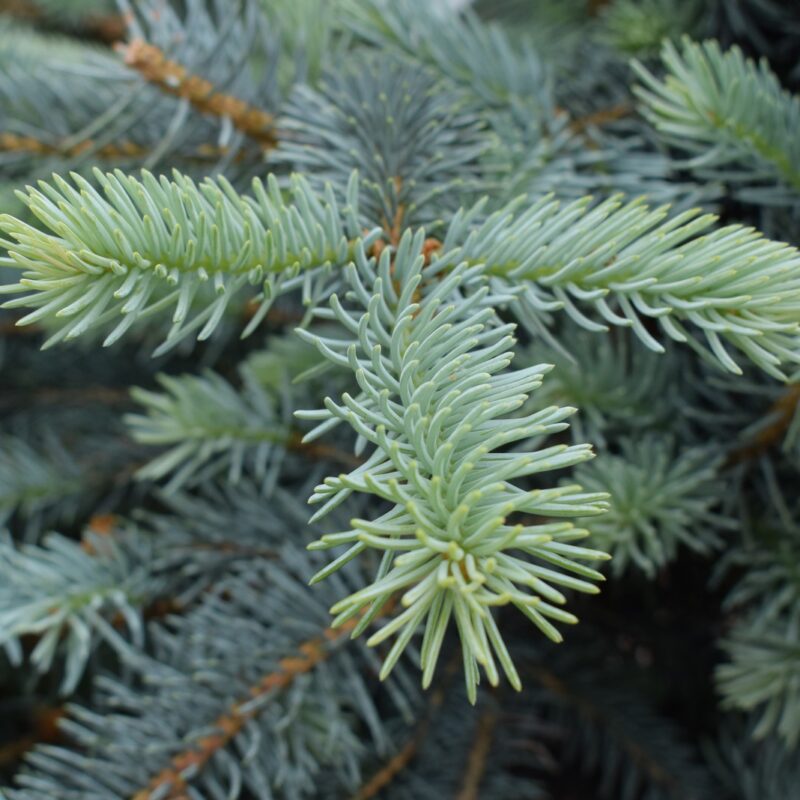 Picea pungens 'Erich Frahm' 1