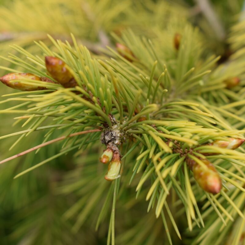 Picea smithiana 'Aurea' 1