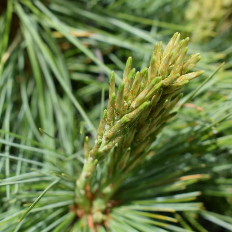 Pinus strobus 'Minima' 1