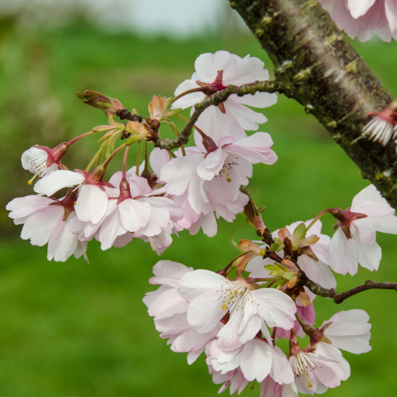 Prunus 'Accolade' 1