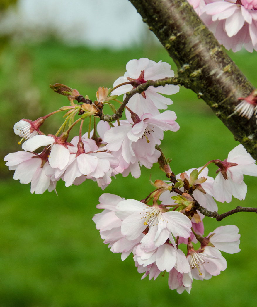 Prunus Accolade Frank P Matthews