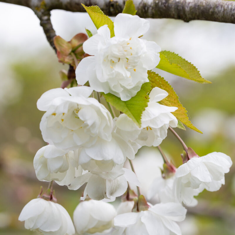 Prunus avium 'Plena' 1