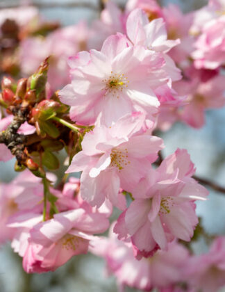 Prunus 'Beni-yutaka' 2