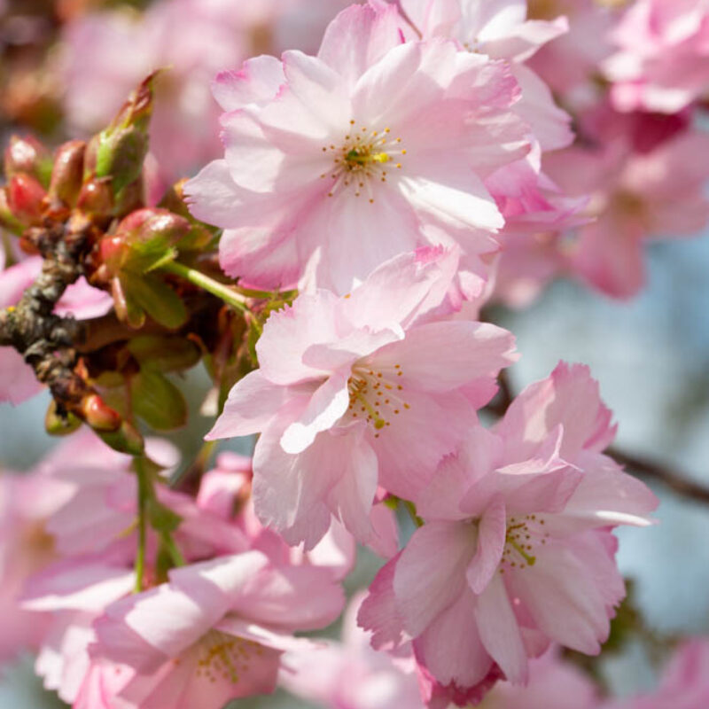 Prunus 'Beni-yutaka' 2