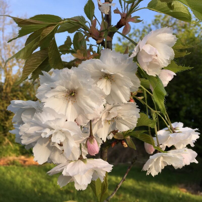 Prunus 'Blushing Bride'