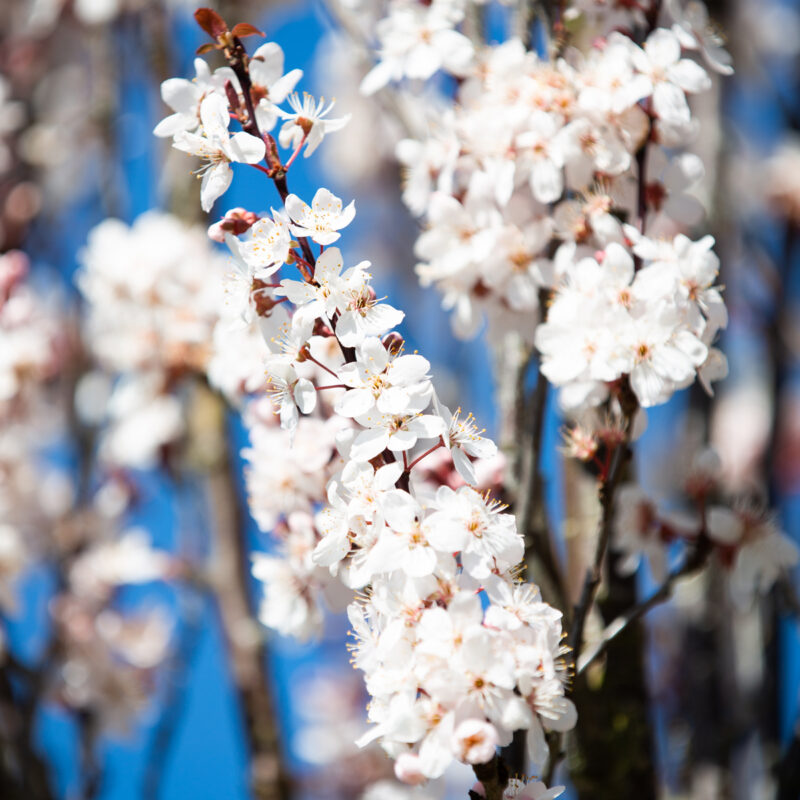 Prunus cerasifera 'Crimson Pointe'® 1