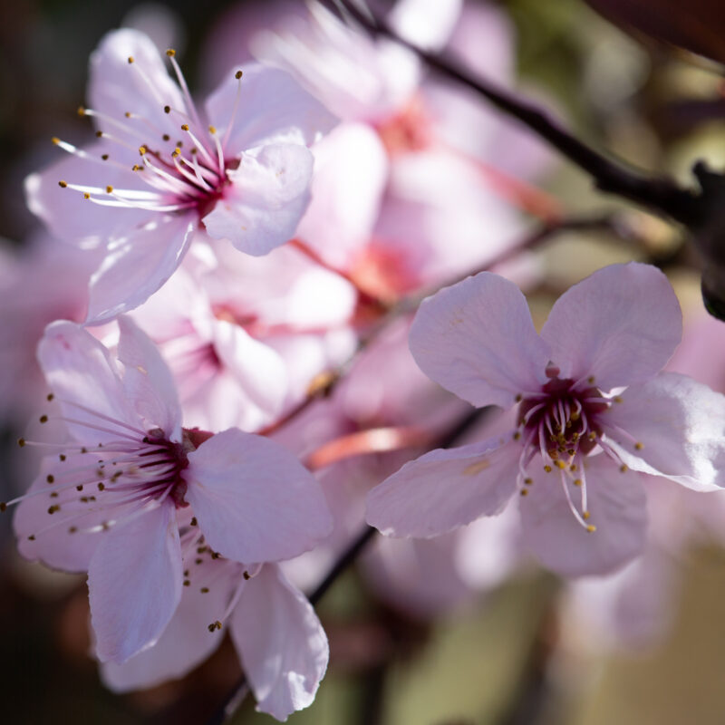 Prunus cerasifera 'Nigra' 1