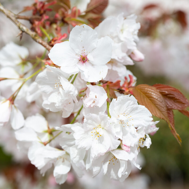 Prunus 'Chocolate Ice'