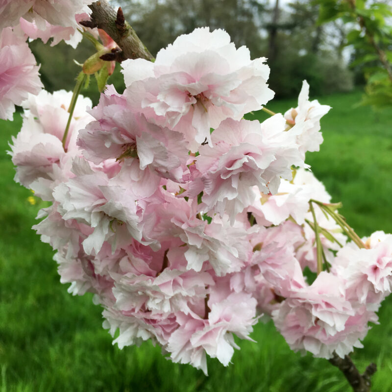 Prunus 'Daikoku' 1